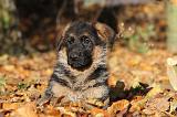 BERGER ALLEMAND 600